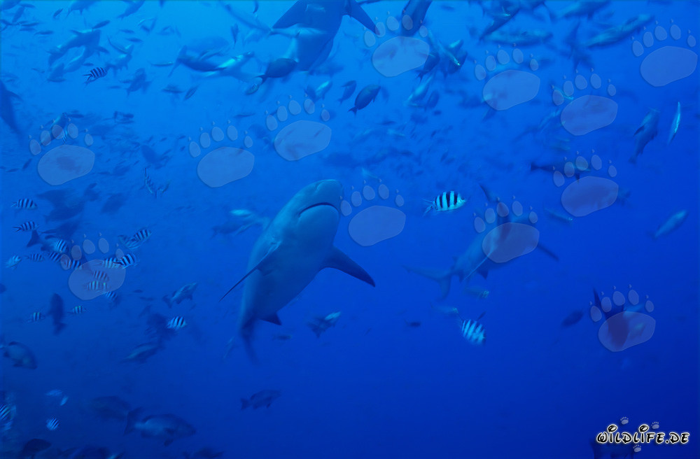 Requins taureaux imposants entourés d'une multitude de poissons