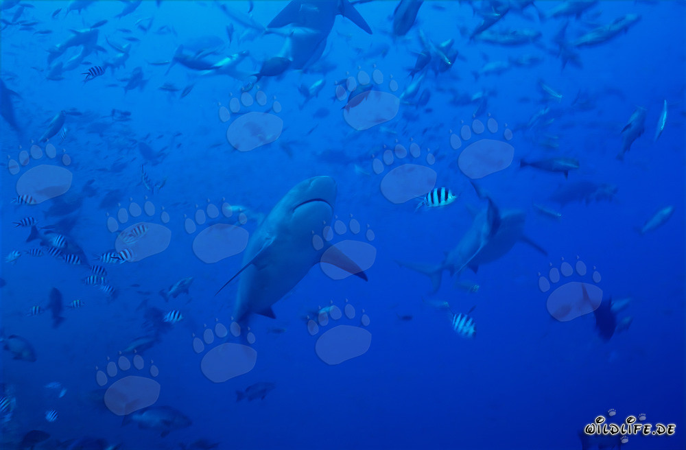 Impresionantes tiburones toro rodeados de una gran variedad de peces