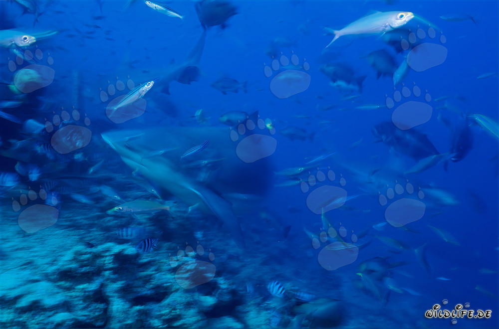 Fascinating Encounter: Bull Sharks Encircling Brave Divers