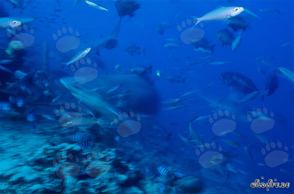 Magische Begegnung mit Bullenhaien in den Gewässern von Fiji