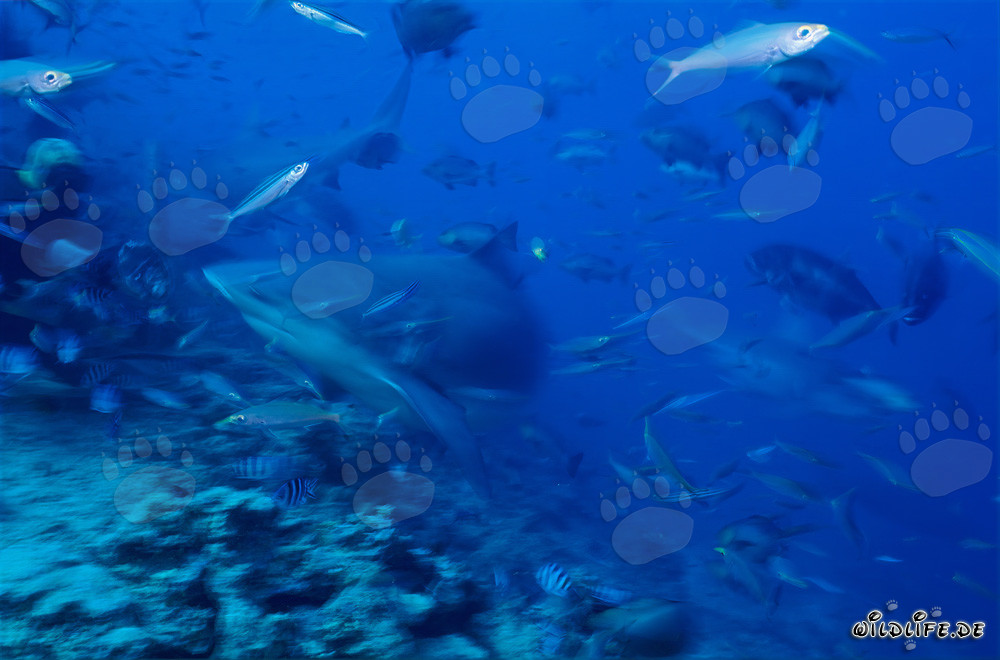 Rencontre fascinante : les requins taureaux entourent des plongeurs courageux