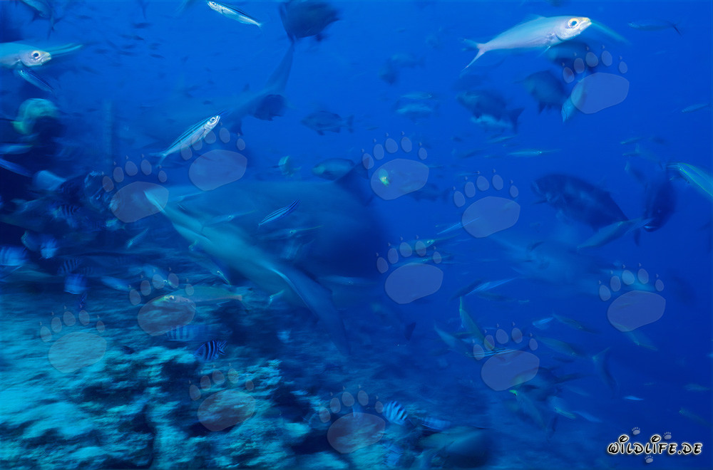 Incontro affascinante: gli squali toro circondano coraggiosi subacquei