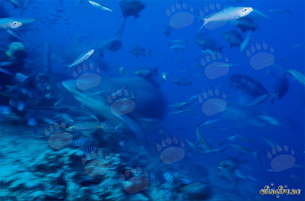 Encuentro fascinante: tiburones toro rodean a valientes buceadores