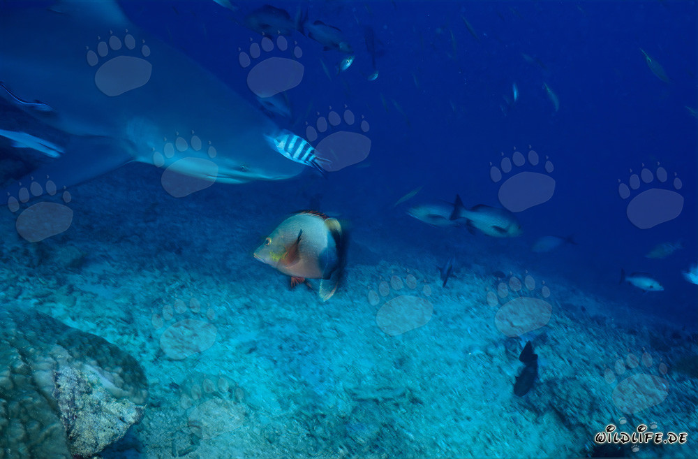 Bull Shark at the Shark Reef in Beqa Lagoon