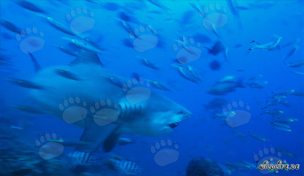 Impressive bull shark in the waters of Beqa Lagoon, Fiji