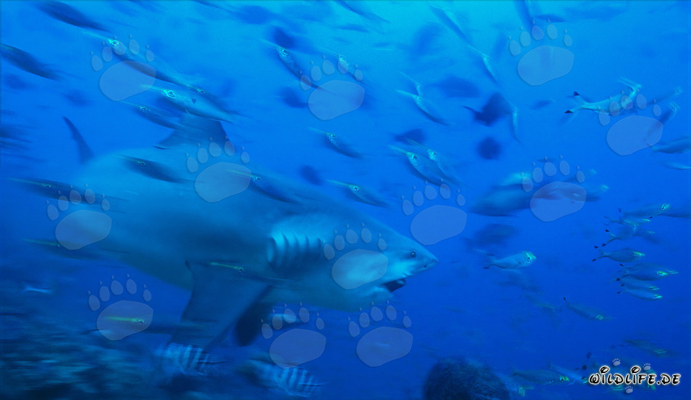 Imposanter Bullenhai in den Gewässern von Beqa Lagoon, Fiji