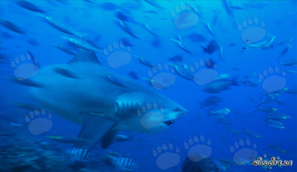 Impressionnant requin taureau dans les eaux de Beqa Lagoon, Fidji