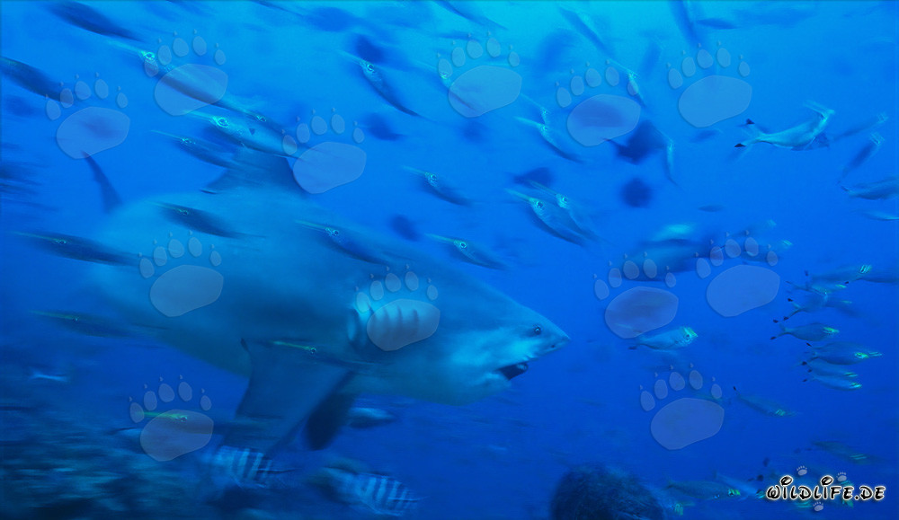 Impresionante tiburón toro en las aguas de Beqa Lagoon, Fiji