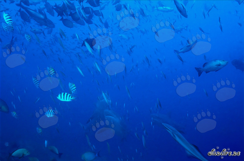 Fascinating bull sharks in vertical ascent in the ocean