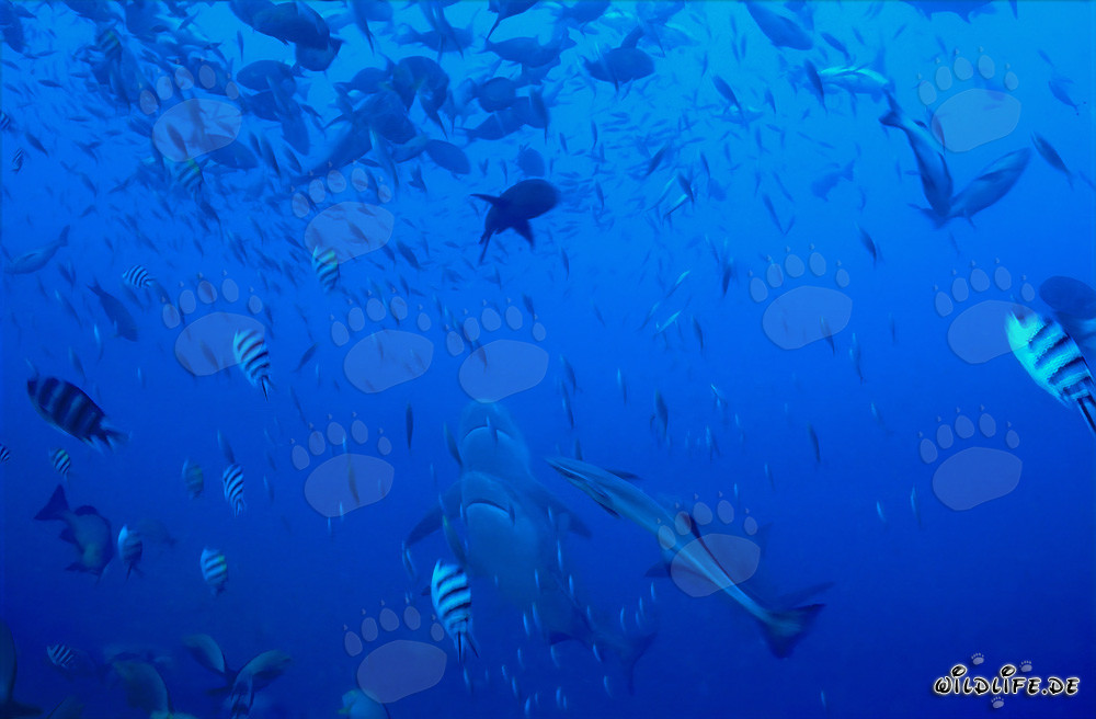 Impressive Bull Sharks Rise Vertically Upwards