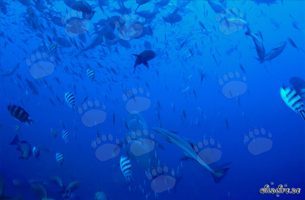 Requins-bouledogues impressionnants remontent verticalement