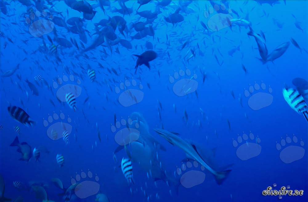 Imponenti squali toro si alzano verticalmente