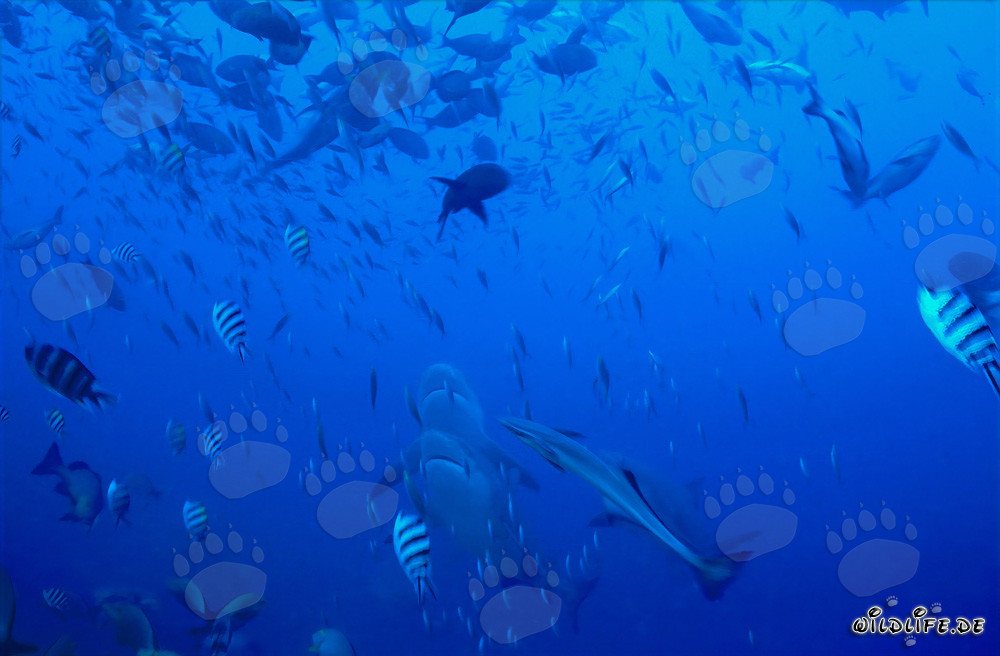 Impresionantes tiburones toro suben verticalmente