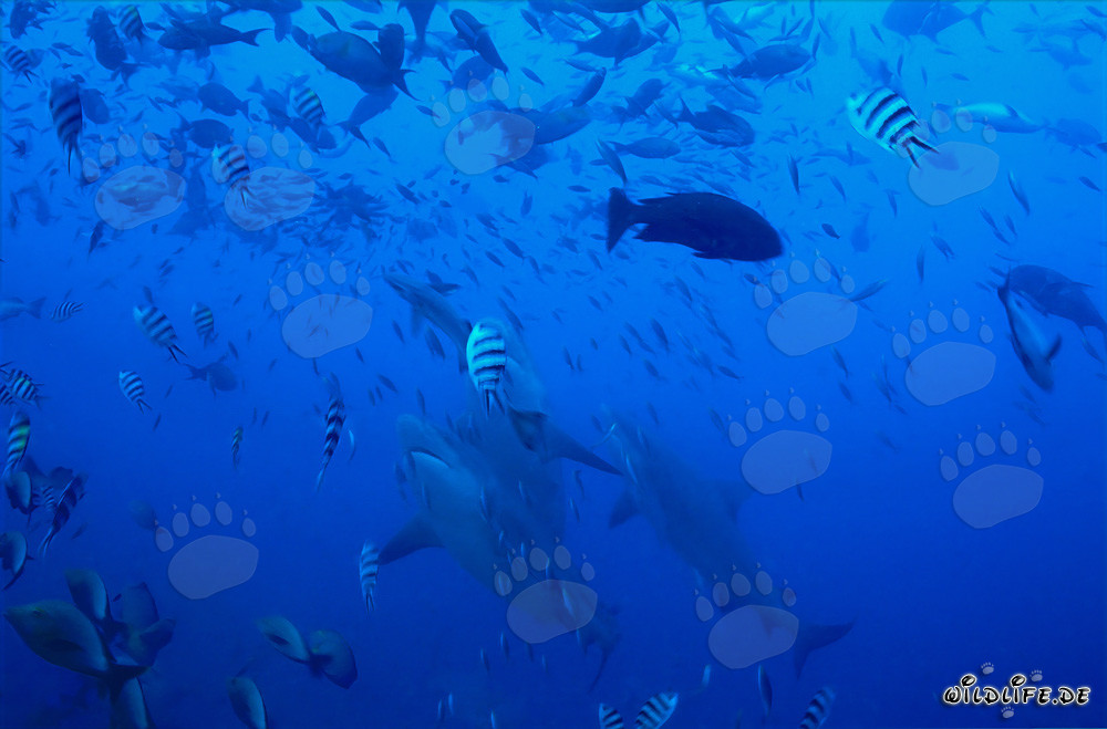 Majestic bull sharks ascending