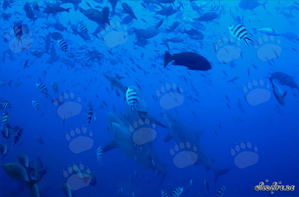 Requins taureaux majestueux en pleine ascension