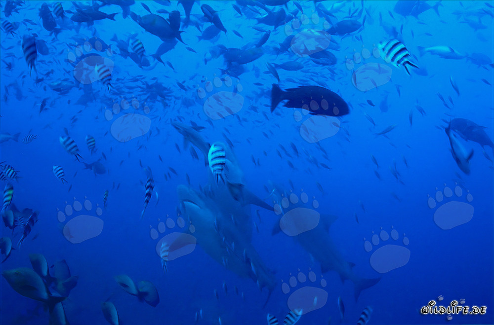 Tiburones toro majestuosos en ascenso vertical