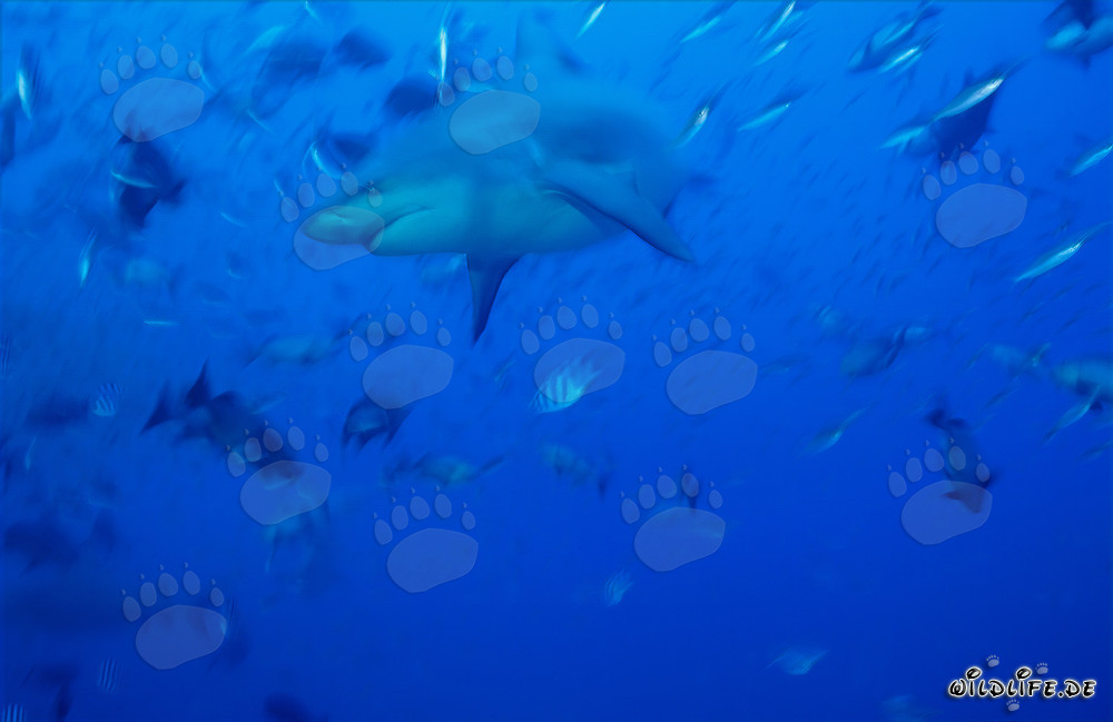 Fascinating Bull Shark swimming in the blue waters of the South Pacific