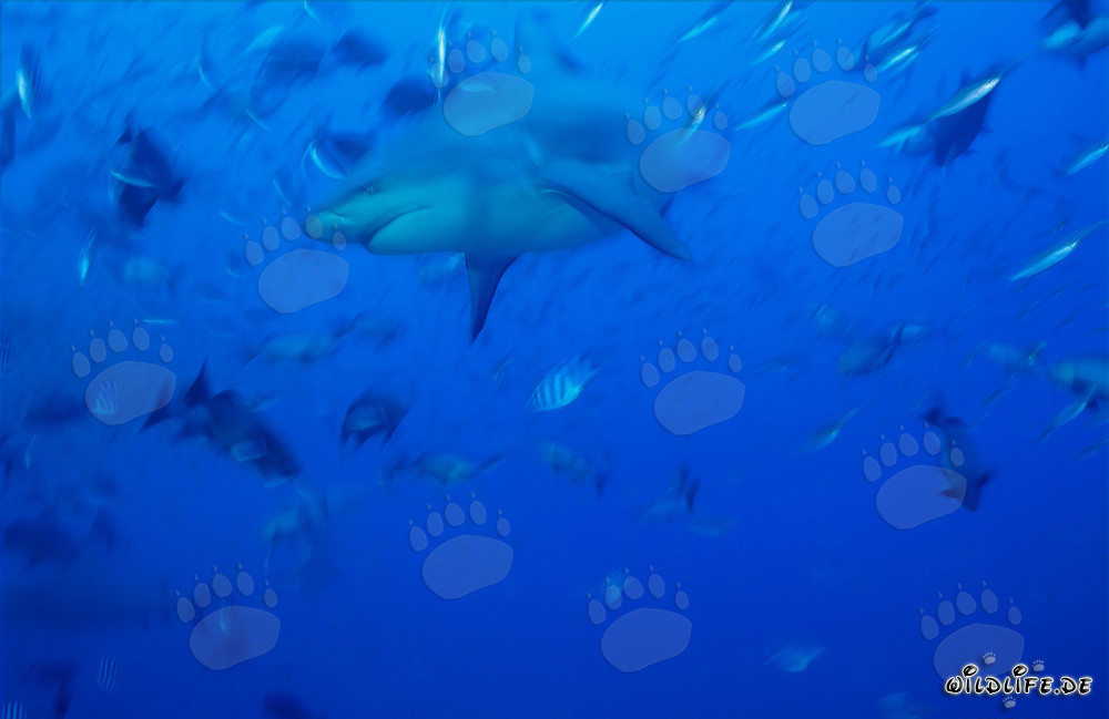 Faszinierender Bullenhai in den blauen Gewässern der Südsee schwimmend
