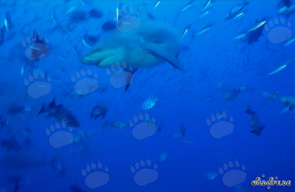 Requin taureau fascinant nageant dans les eaux bleues de la mer du Sud