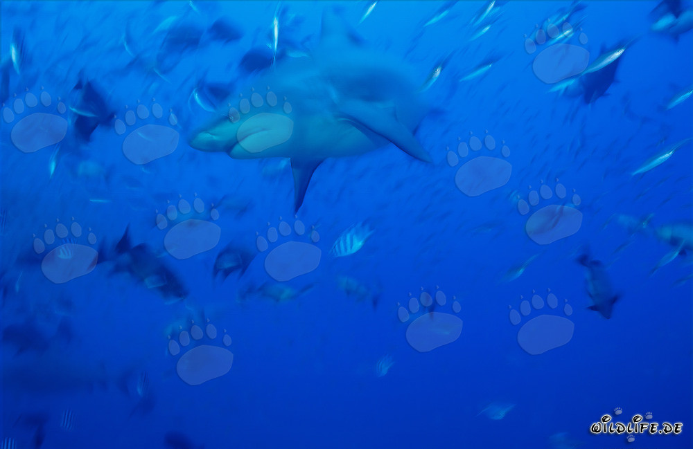 Affascinante squalo toro che nuota nelle acque blu del mare del Sud