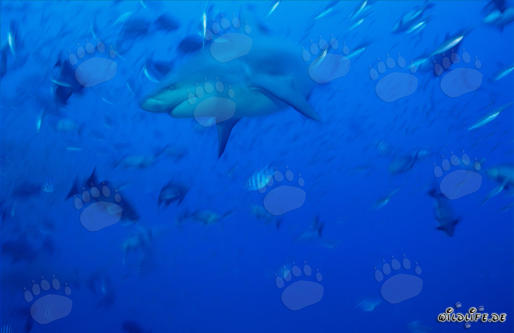 Fascinante tiburón toro nadando en las aguas azules del mar del Sur