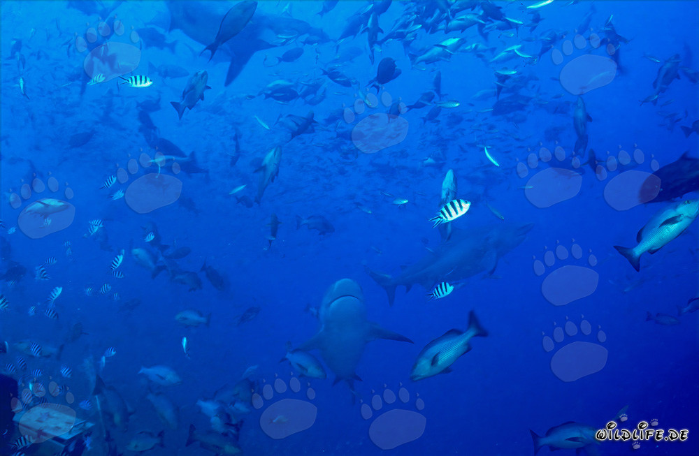 Fascinating coral fish and impressive bull sharks in Beqa Lagoon, Fiji