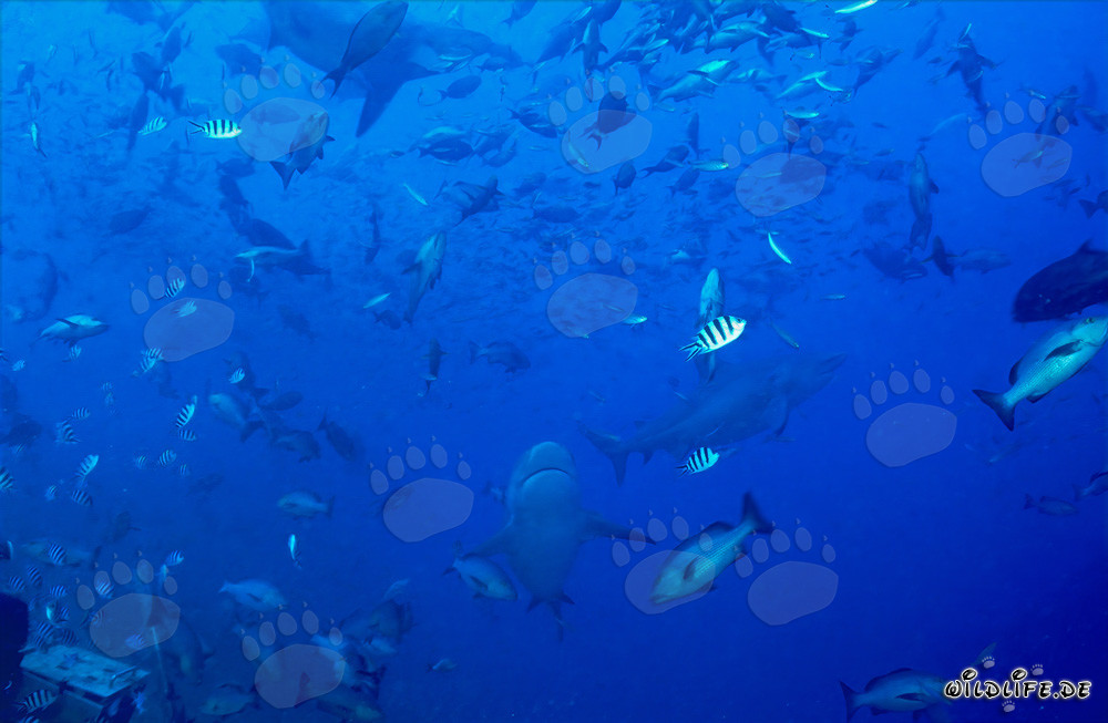 Faszinierende Korallenfische und beeindruckende Bullenhaie in der Beqa Lagune, Fiji