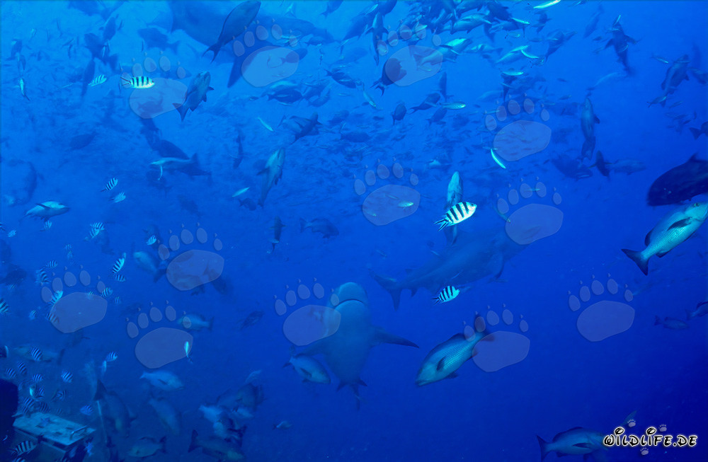 Peces coralinos fascinantes e impresionantes tiburones toro en la laguna de Beqa, Fiji