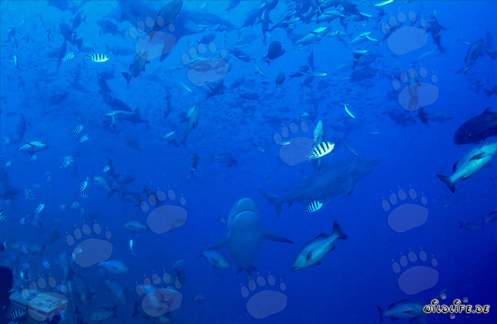 Affascinanti pesci corallini e impressionanti squali toro nella laguna di Beqa, Figi