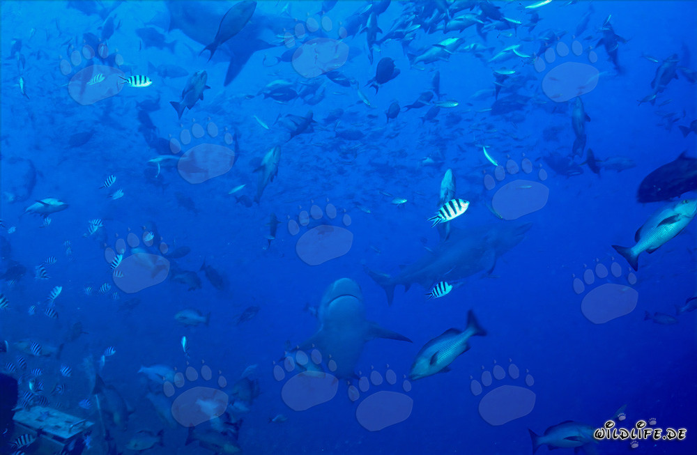Poissons coralliens fascinants et impressionnants requins bouledogues dans le lagon de Beqa, Fidji