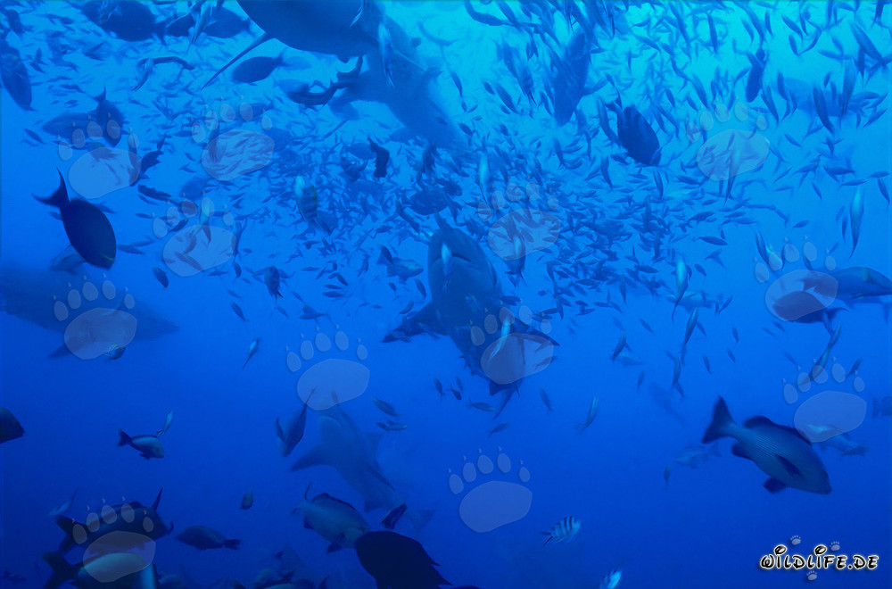 Impressive bull sharks surrounded by a variety of fishes
