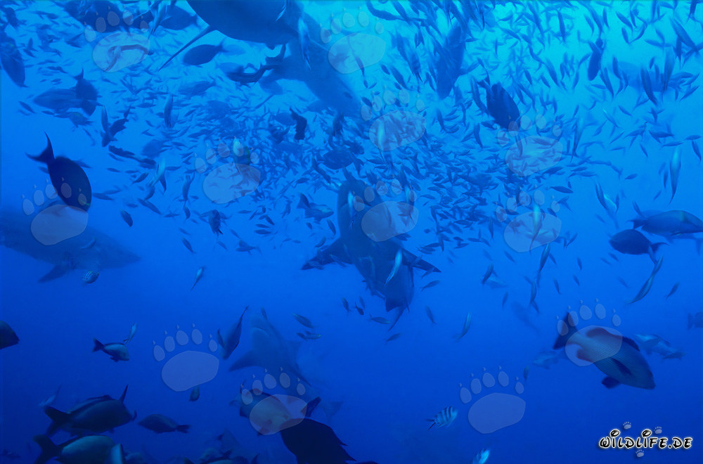 Imposante Bullenhaie umgeben von einer Vielzahl von Fischen