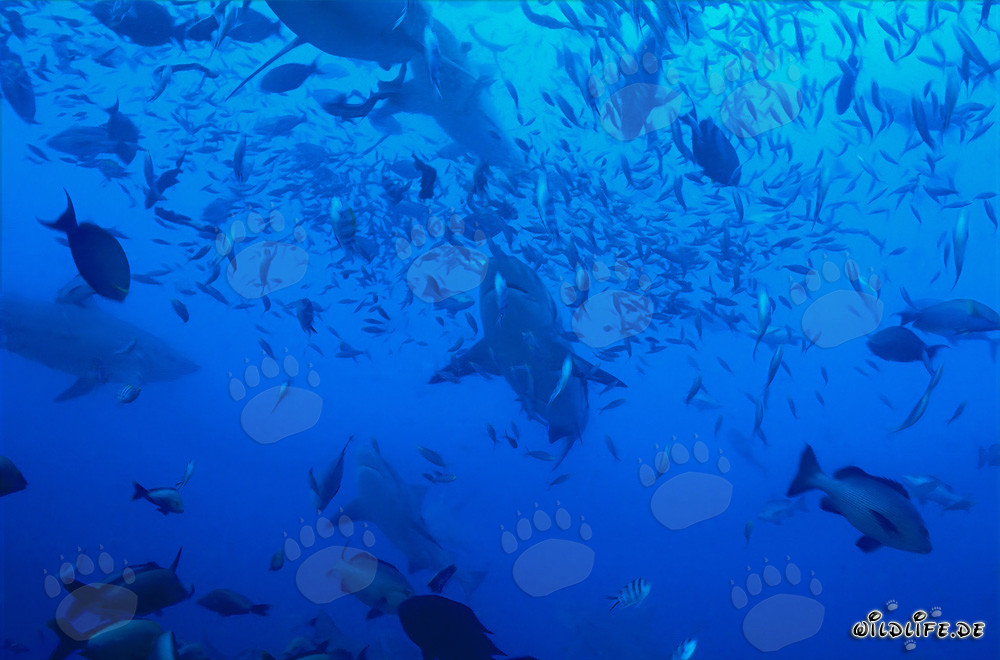 Requins bouledogues imposants entourés d'une multitude de poissons
