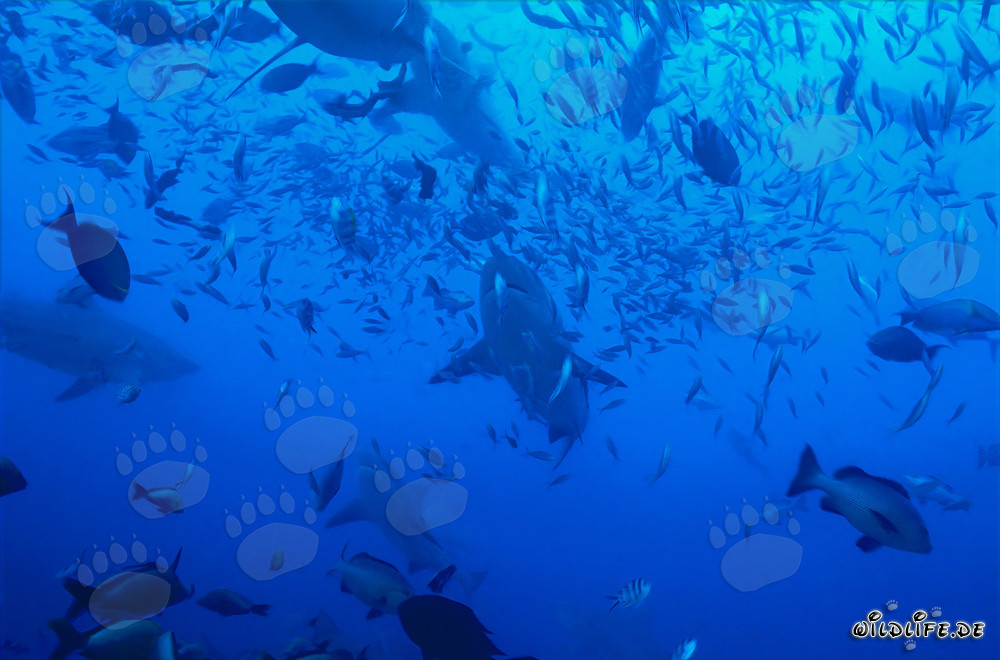Impresionantes tiburones toro rodeados de una variedad de peces