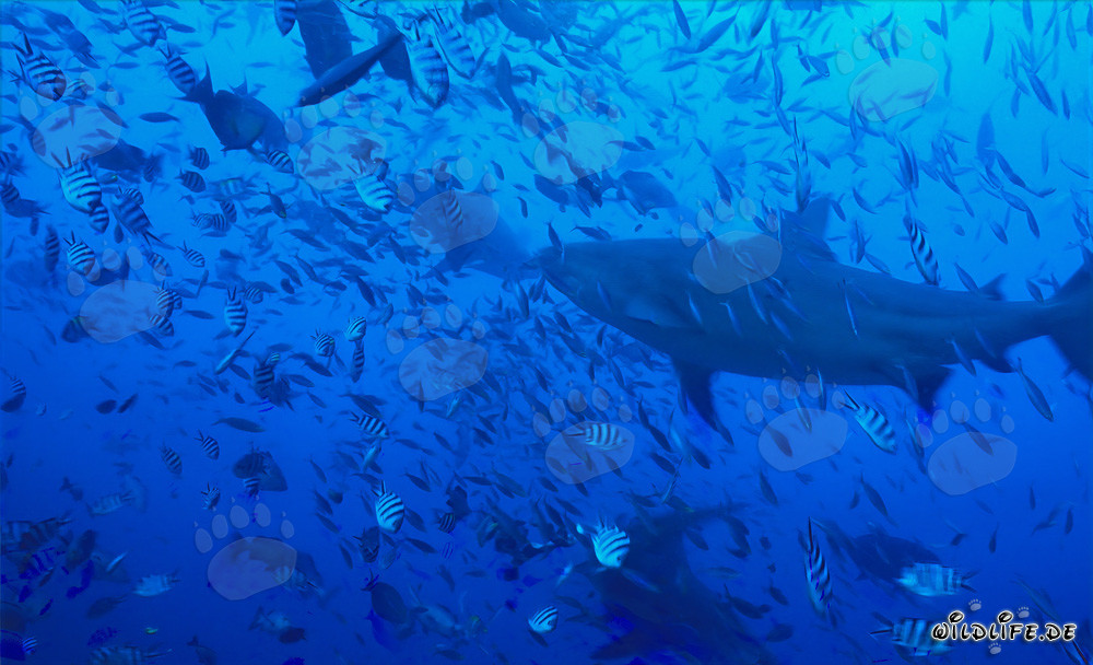 Impressive Bull Sharks swimming amidst a concentration of fish