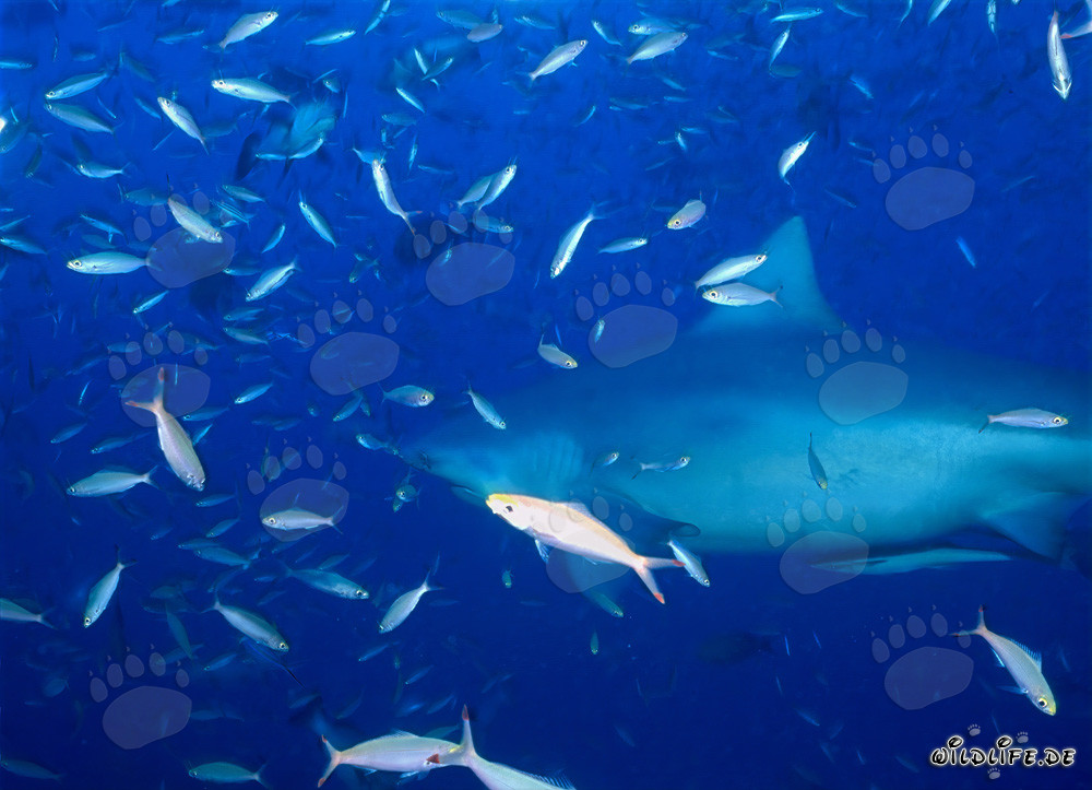 Bull Shark surrounded by a multitude of fishes