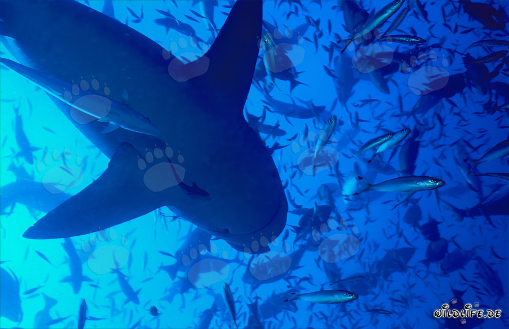 Bull Shark silhouette underwater surrounded by school of fish in Fiji