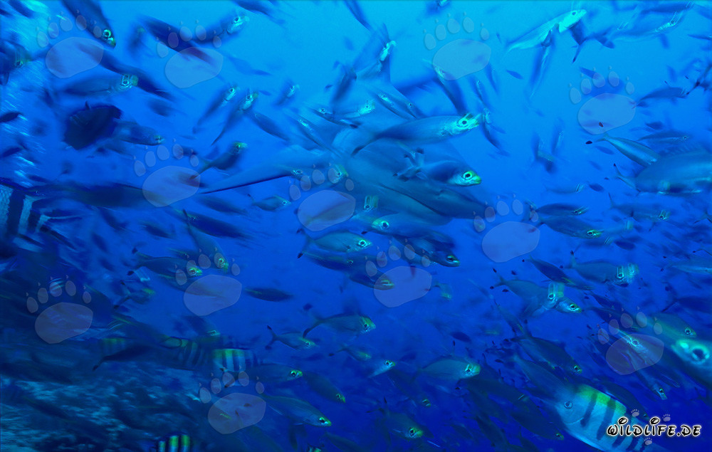 Impressive bull shark surrounded by coral fish in tropical Beqa Lagoon in Fiji