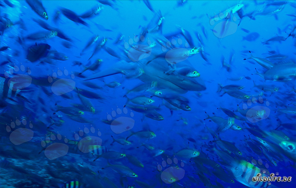 Imposanter Bullenhai umgeben von Korallenfischen in tropischer Beqa Lagune auf Fidschi
