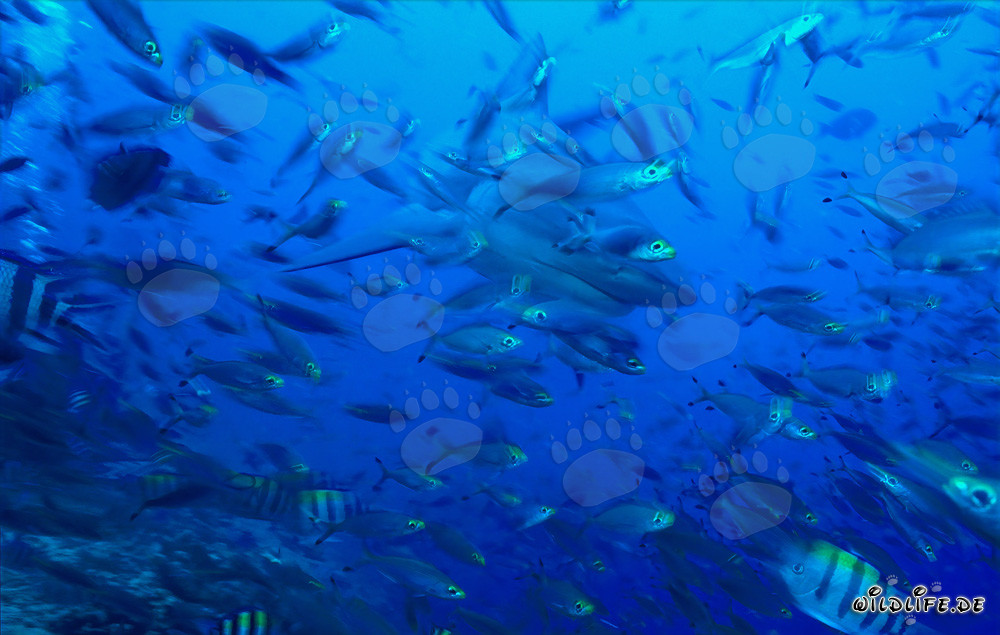 Impressionnant requin-bouledogue entouré de poissons coralliens dans la lagune tropicale de Beqa aux Fidji