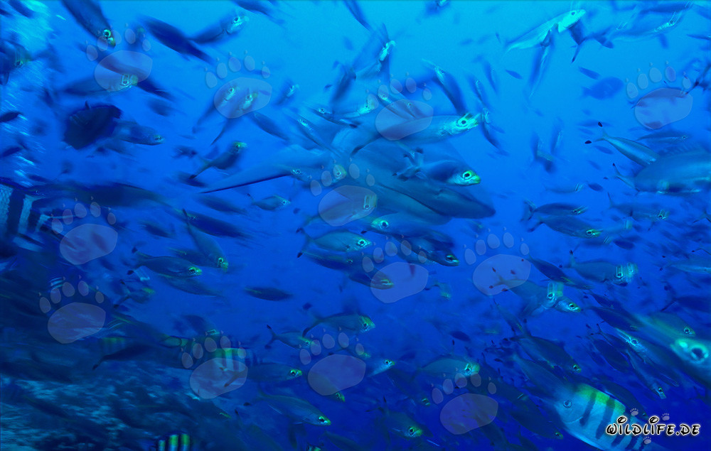 Imponente squalo toro circondato da pesci corallini nella laguna tropicale di Beqa alle Figi