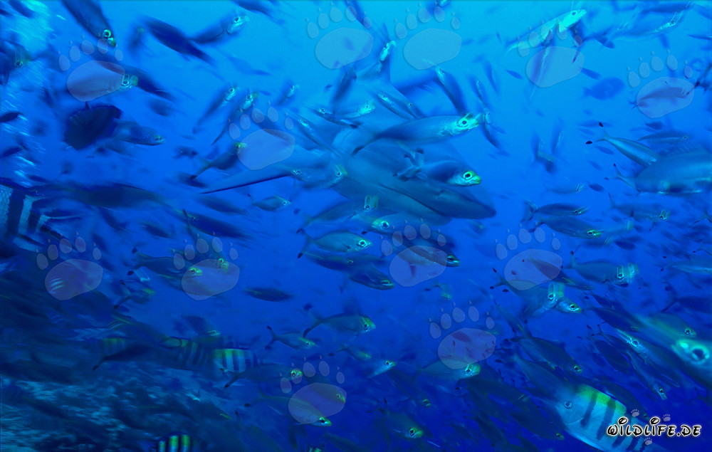Impresionante tiburón toro rodeado de peces de coral en la laguna tropical de Beqa en Fiji