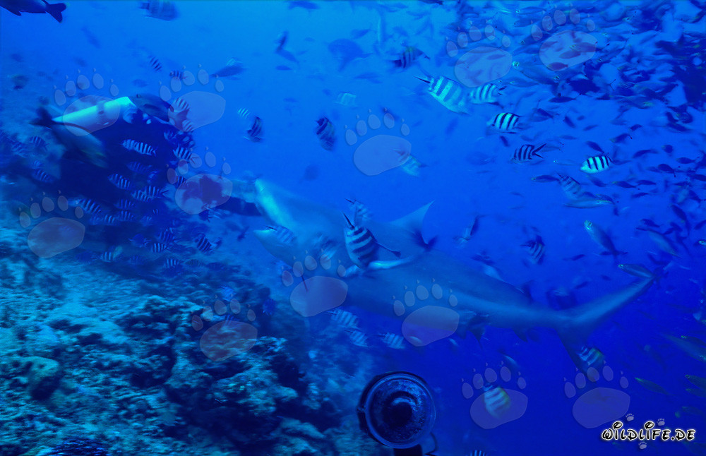 Impressive bull shark bravely takes the fish bait
