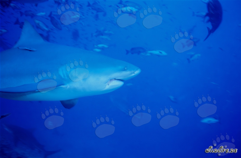 Impressive portrait of a Bull Shark (Carcharhinus leucas) against a stunning backdrop