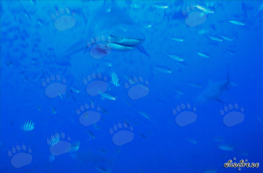 Bull shark in the Beqa lagoon