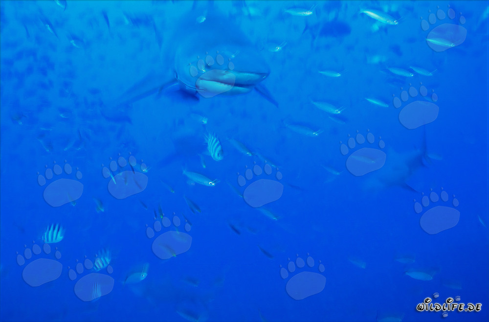 Bullenhai in der Beqa Lagoon