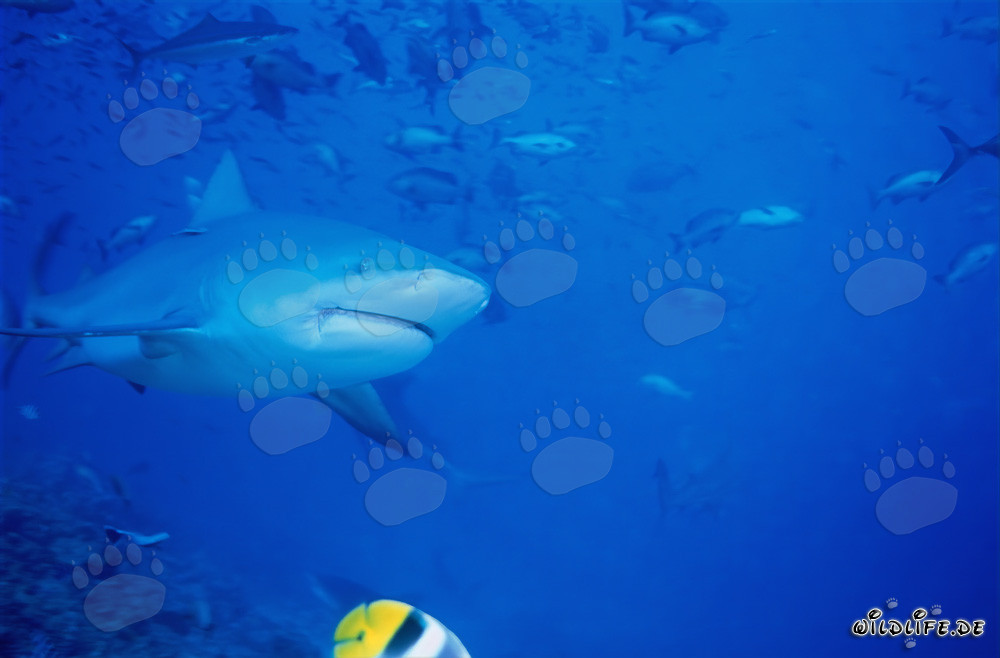 Bull Shark in front of the Shark Reef in Beqa Lagoon on Vitu Levu, Fiji