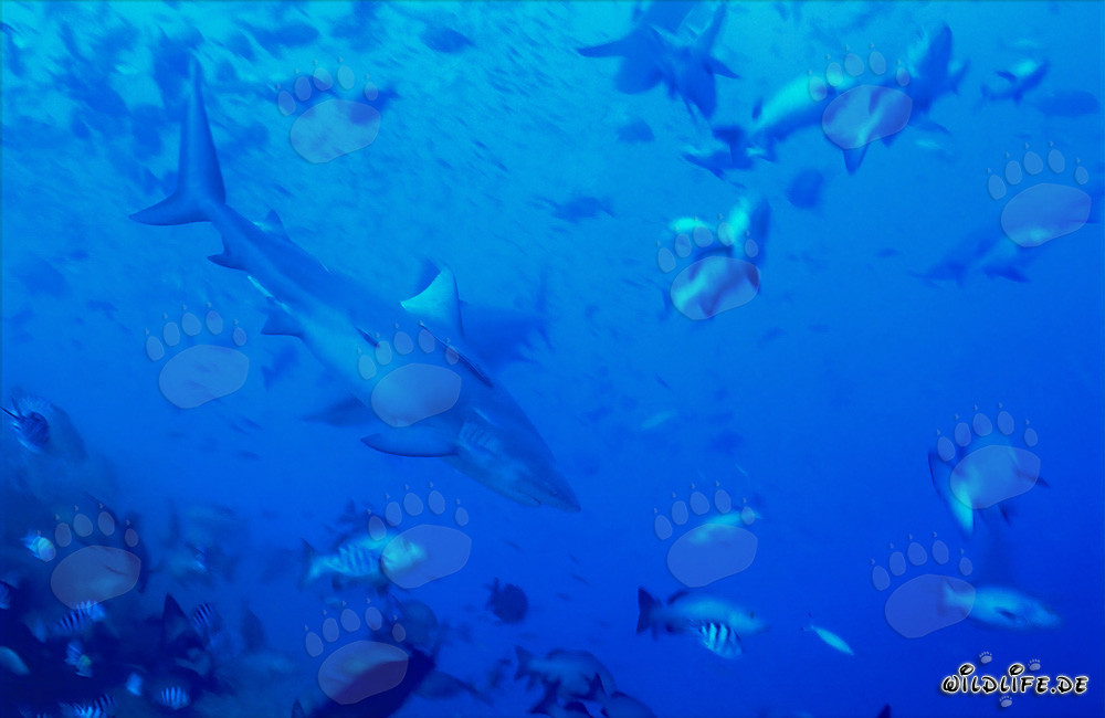 Bull shark surrounded by fish at Shark Reef in Beqa Lagoon on Viti Levu, Fiji