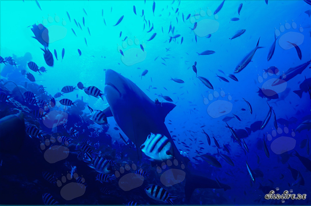 Bull Shark (Carcharhinus leucas)