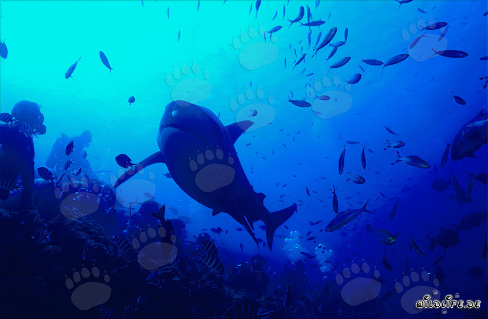 Bull Shark boldly approaches a diver at the Shark Reef in Beqa Lagoon